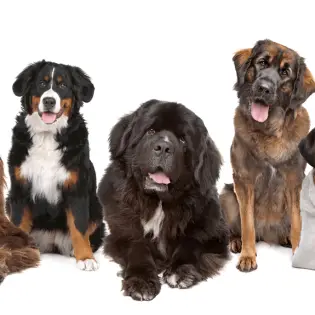 7 Awesome Big Dog Companions