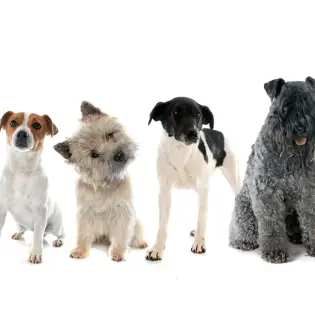 The 10 Top List: Best Terrier Breeds