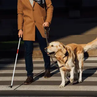 Service Dog Training