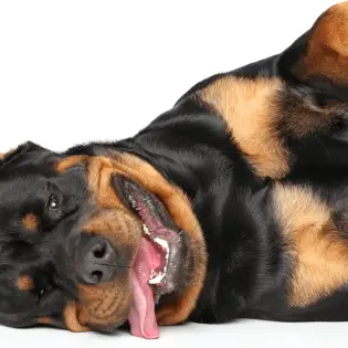 Rottweiler - Temperament Of The Butcher's Dog