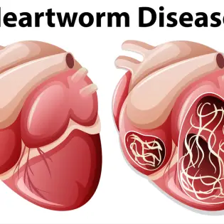 Heartworm In Dogs - All You Should Know