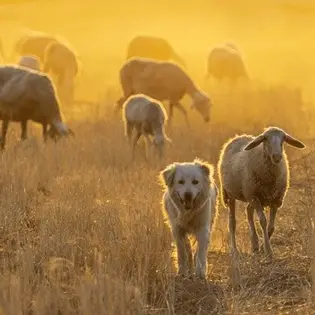 Što je herding?