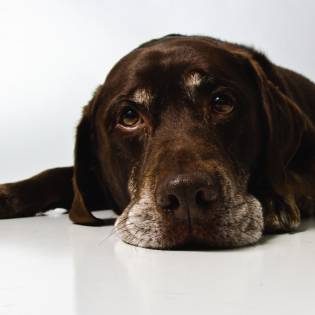 Human Foods That Can Kill Your Dog