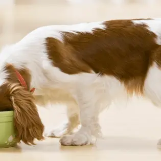 Best Appetite Stimulants for Dogs