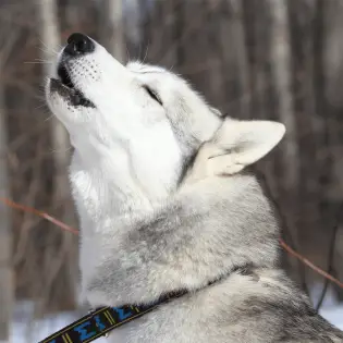 Have You Ever Wondered - Why Do Dogs Howl at Sirens?