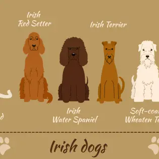 The 7 Most Famous Irish Dog Breeds