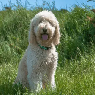 Irish Doodle - Designer Breed You Haven't Yet Heard Of