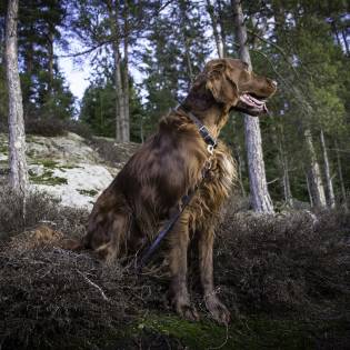 Best Male & Female Irish Dog Names