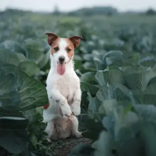 Can Dogs Eat Cabbage?