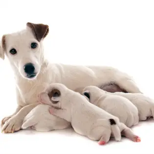 Dog Pregnancy: Signs, Diagnosis & Preparation