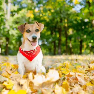 Dog Bandanas To Make Your Dog Handsome