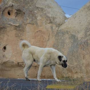 Most Accurate Kangal Origin & History