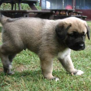 How do Kangals Protect the Flock?