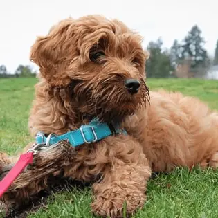 Labradoodle Rescue - Where to Adopt a Labradoodle?