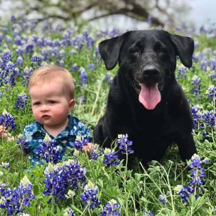 Is Labrador Retriever a Good Choice For Kids?