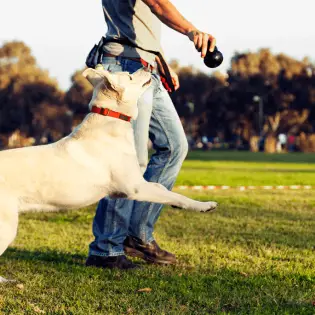 How to Become a Dog Trainer