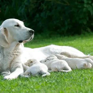 How Long Are Dogs Pregnant?