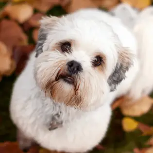 Fun Facts About the Lhasa Apso