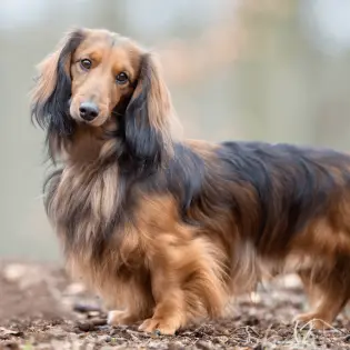 Fun Facts About The Longhaired Dachshund