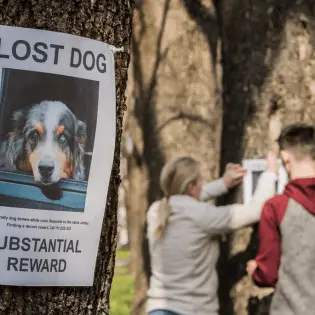 What Can You Do if Your Dog Gets Lost