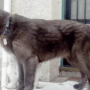 Why Are Lycan Shepherd Dog So Popular?