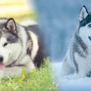 Malamute vs Husky - What Is Your Choice?