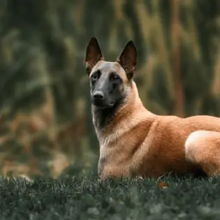 7 Fun Facts About Belgian Malinois You Didn't Know