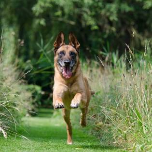 How Much Exercise Does a Dog Need in a Day