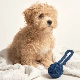 Maltipoo - 9 Important Things You Need To Know