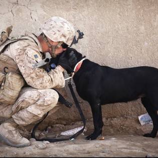 Military Working Dogs