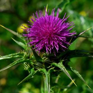 Milk Thistle for Dogs - Does it Help?