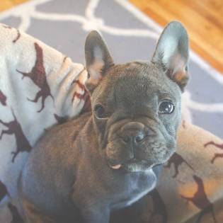 Mini French Bulldog - Things to Know Before You Get One