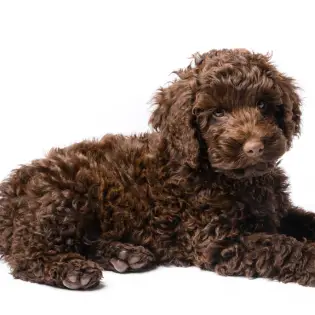 Mini Labradoodle - Guide, Care & Issues