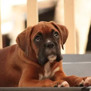 Miniature Boxer [Complete Breed Guide 2023]