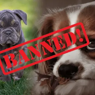 Norway's 2022 Ban on Bulldog and Cavalier King Charles Spaniel Breeding