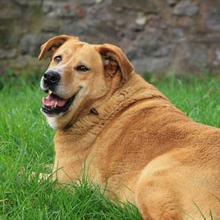 Dog Obesity: Causes, Symptoms & Prevention