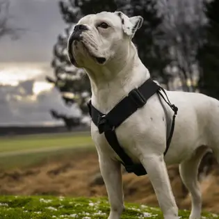 Olde English Bulldogge: Modern Recreated Breed