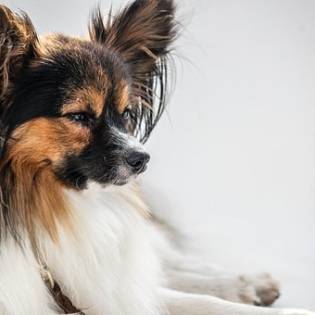 Papillon - Cute Lap Dog