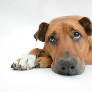 Luksacija patele kod pasa - simptomi i liječenje