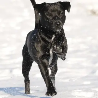 Patterdale Terrier - Complete Breed Profile