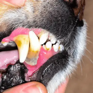 Periodontal Disease in Dogs | Causes & Treatment