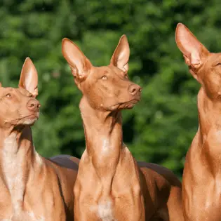 Best 7 Egyptian Dog Breeds