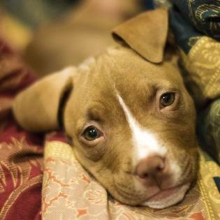 Best Dog Food for Pit Bulls [2023 Guide]