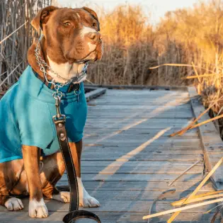 Prong collar: Yes or No?