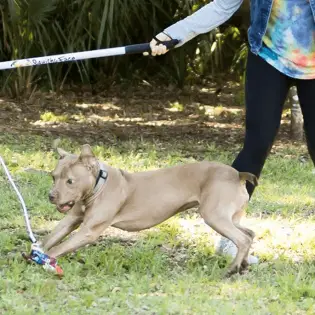 3 Of The Best Flirt Poles for Dogs