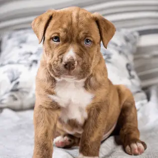 Pocket Pitbull - Small But Fascinating Dog