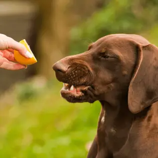 Can Dogs Eat Lemons