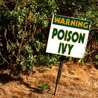 Can Dogs Get Poison Ivy