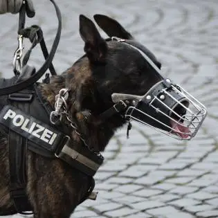 Best Police Dog Breeds (With Photos)