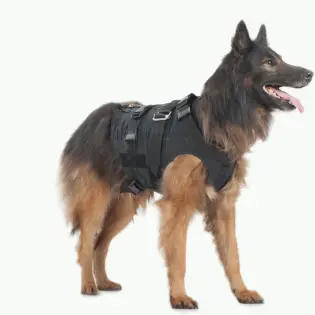 Best 3 Weighted Dog Vests For Your Dog